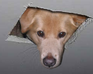 Ceiling Cat Vs. Ceiling Dog