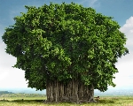 Banyan Tree - Hidden Numbers