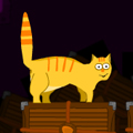 Orange Cat Adventure