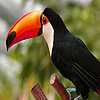 play Long Nosed Forest Toucans Puzzle