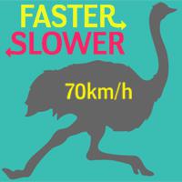 Faster Or Slower: Animals