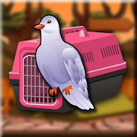 play G2J Ringneck Dove Rescue From Forest